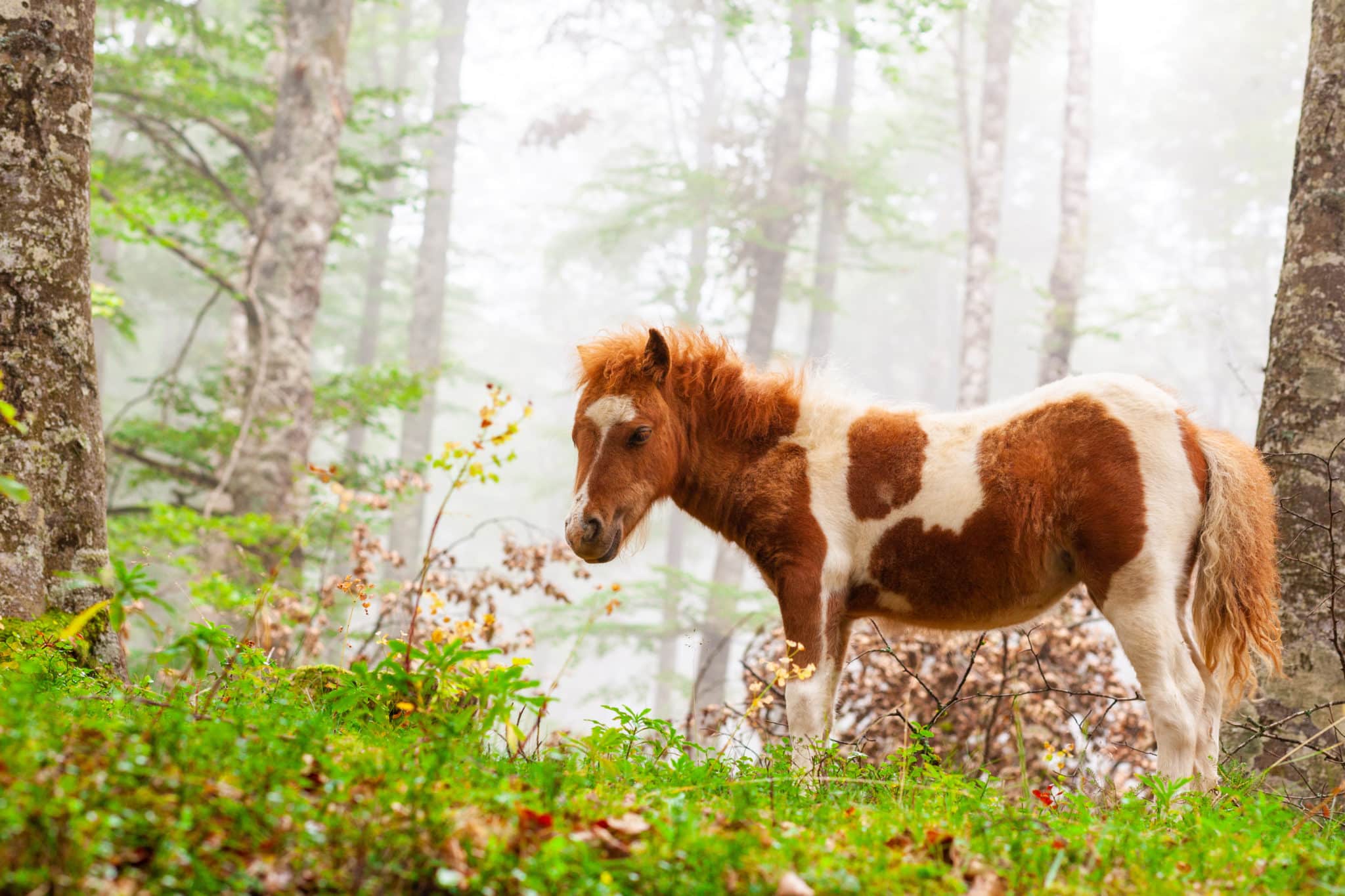 Caballo en la Sierra de Aralar, Navarra. Por Jordi