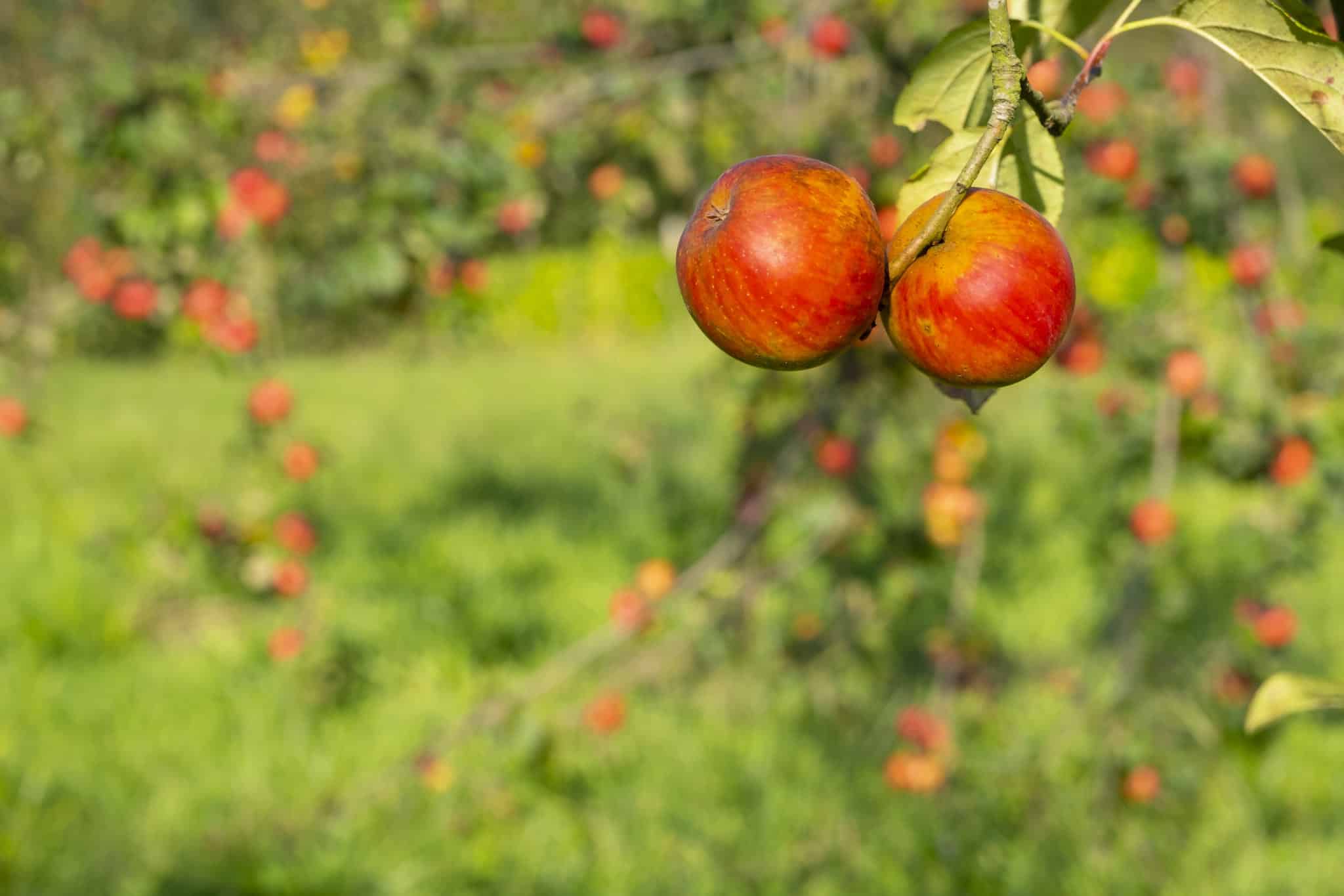 ¿Por qué es tan diferente comer una manzana a beber un zumo de manzana?