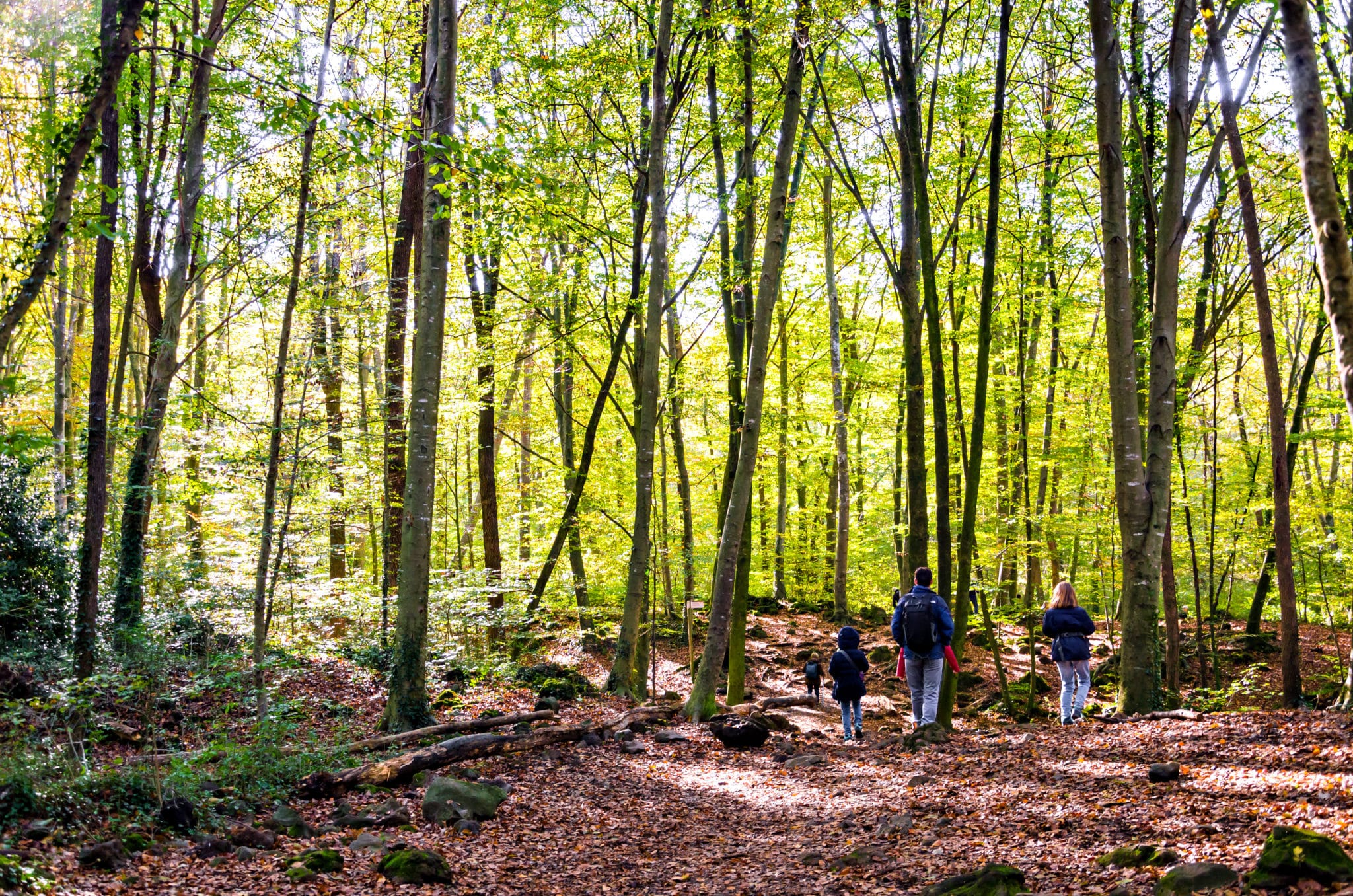 Fageda d'en Jordà. Por: Toni