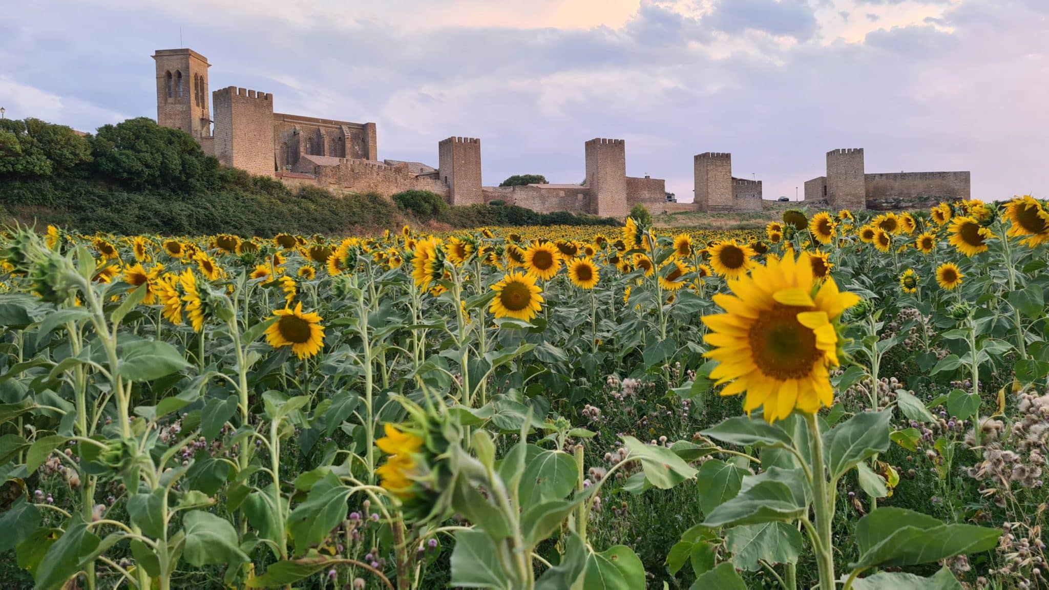 Artajona