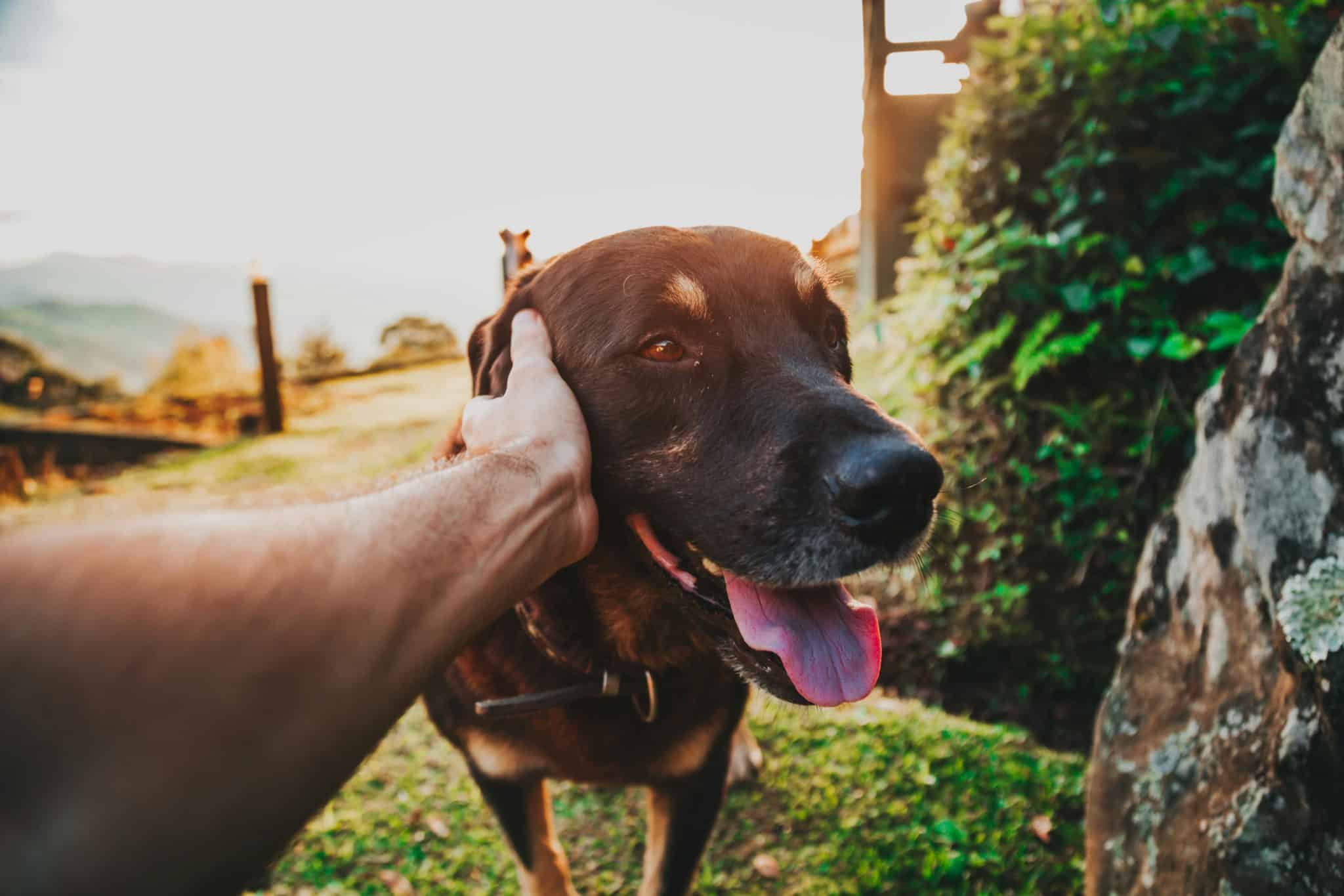 Escapadas con mascotas