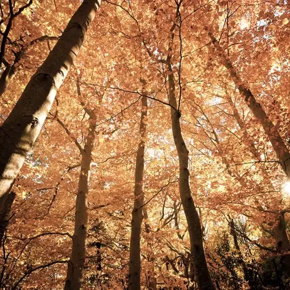 Otoño en el Parque Natural del Moncayo. Por WINDCOLORS.