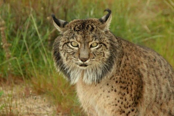 Lince ibérico