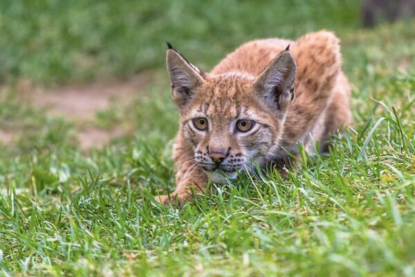 Lince ibérico