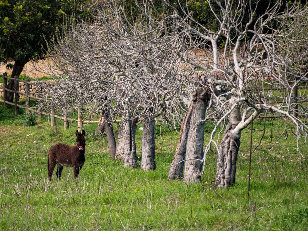 España es el país europeo con mayor biodiversidad de fauna y flora