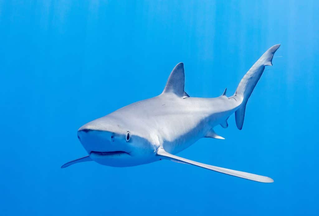 Tiburón