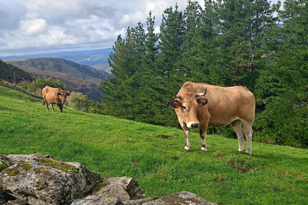 Las vacas comparten sus emociones