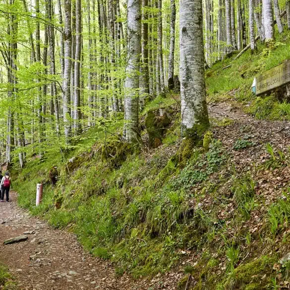 Selva de Irati, Navarra