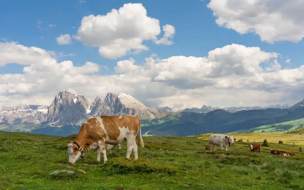 El diccionario rural y colaborativo de España