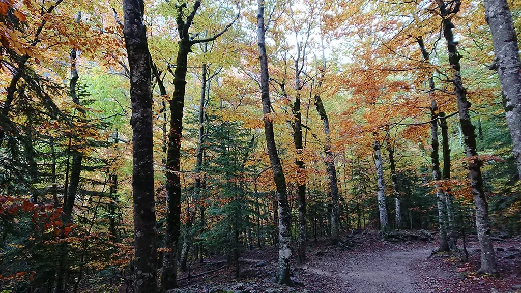 Ruta alfombrada por la Fraga de Catasós