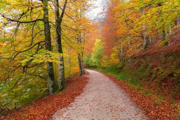 Selva de Irati, Navarra. Por AnderArrieta
