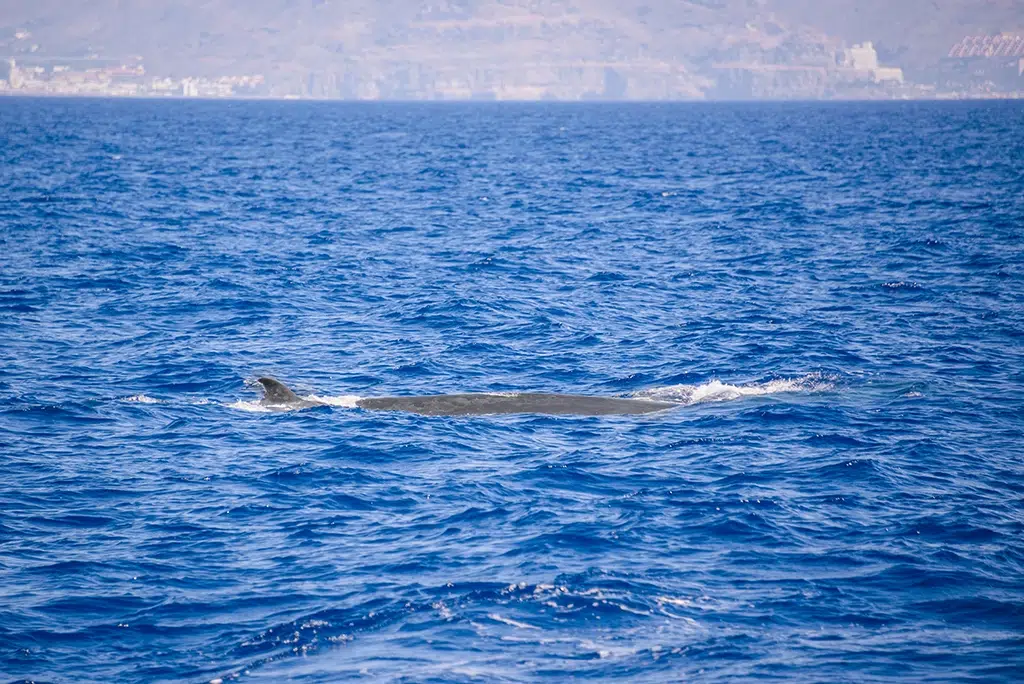 Avistamiento de ballena en Gran Canaria