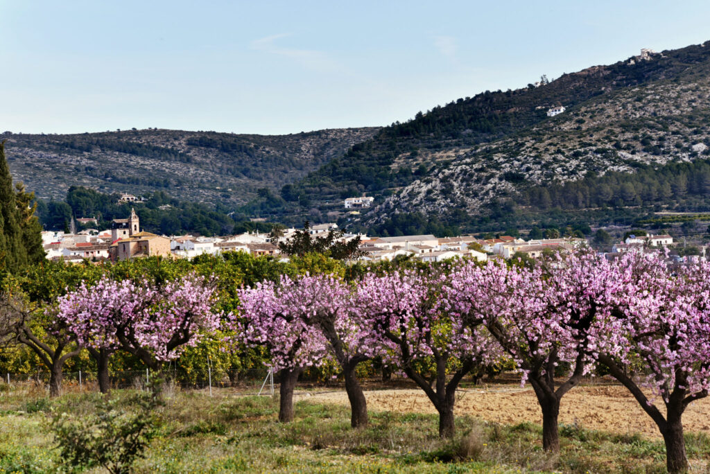 Cerezos en flor en Alcalalí, Alicante