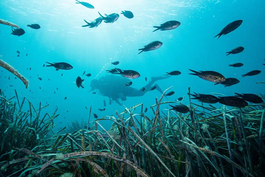 Aventuras en la Comunitat Valenciana: buceo por la Isla de Tabarca