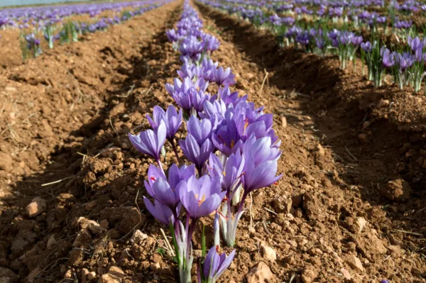 Campos de azafrán en Castilla-La Mancha. Por C&A