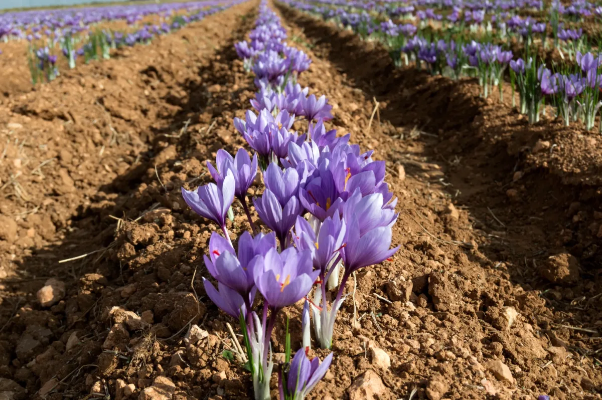 La flor de 12.000 euros el kilo que se puede comer en estas rutas por Castilla-La Mancha