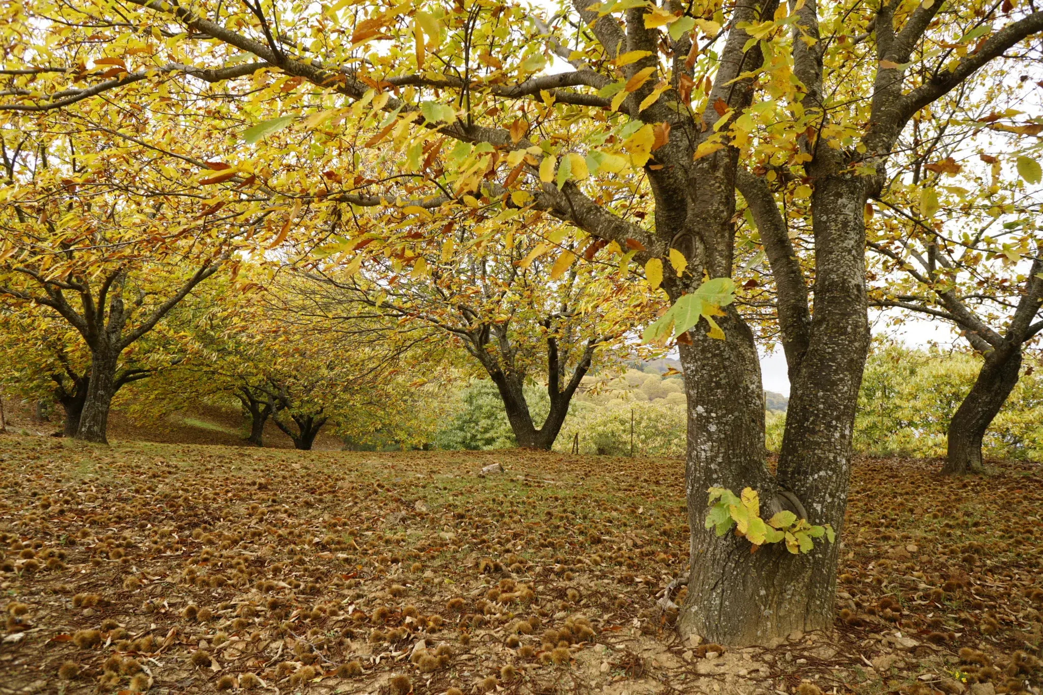 Ruta por el Bosque de Cobre, en la Serranía de Ronda: ¡bienvenido, otoño!