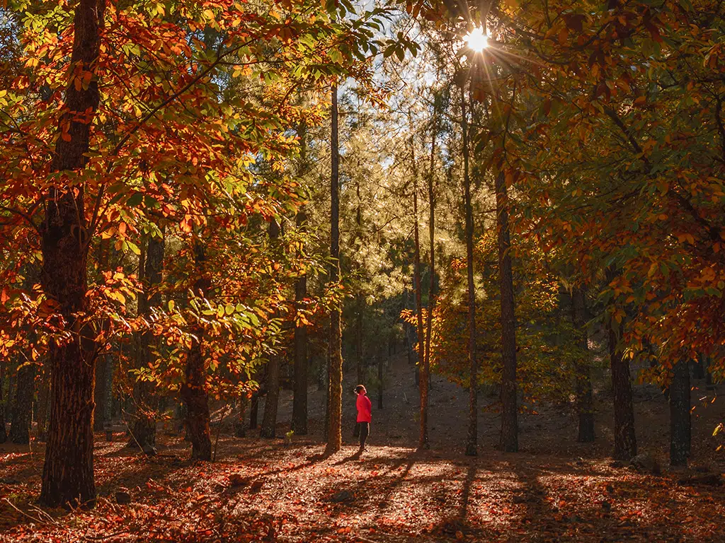 Una escapada de otoño a Gran Canaria llena de sabor y naturaleza